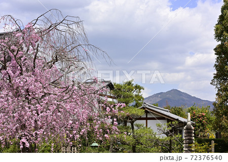 天寧寺　紅枝垂れ糸桜 72376540