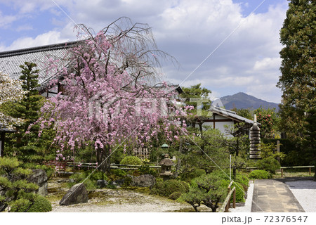 天寧寺　紅枝垂れ糸桜 72376547
