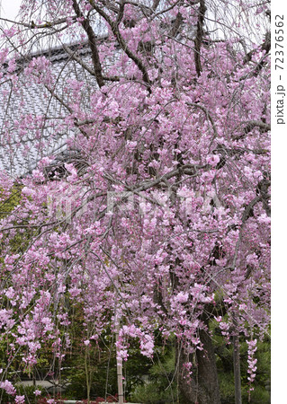 天寧寺　紅枝垂れ糸桜 72376562