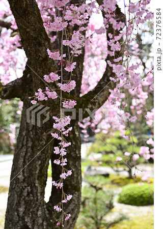 天寧寺　紅枝垂れ糸桜 72376584
