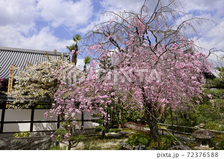 天寧寺 紅枝垂れ糸桜 天寧寺 紅枝垂れ糸桜 72376588