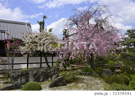 天寧寺　紅枝垂れ糸桜 72376591