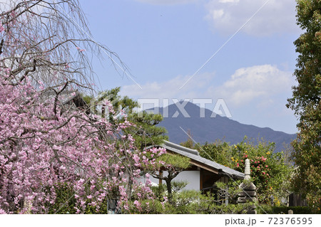 天寧寺　紅枝垂れ糸桜 72376595