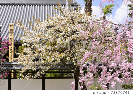 天寧寺 山桜と紅枝垂れ糸桜 天寧寺 山桜と紅枝垂れ糸桜 72376741