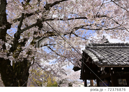 本満寺　ソメイヨシノ 72376876