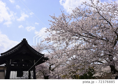 本満寺 ソメイヨシノ 本満寺 ソメイヨシノ 72376885