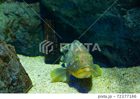 クエ クエ 72377166