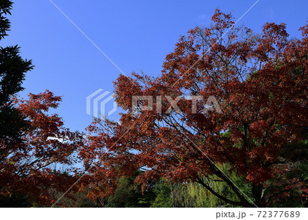 紅葉、朝日に輝くイロハモミジ@大威徳寺、岸和田市、大阪府 紅葉、朝日に輝くイロハモミジ@大威徳寺、岸和田市、大阪府 72377689