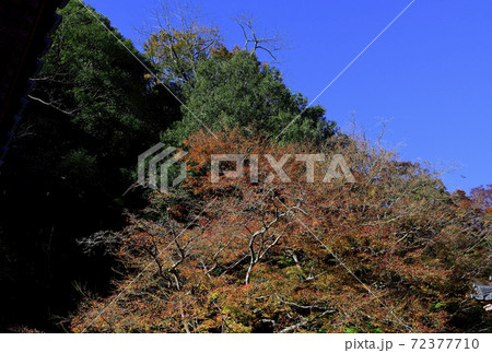 紅葉、朝日に輝くイロハモミジ＠大威徳寺、岸和田市、大阪府 72377710