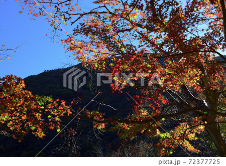 紅葉、朝日に輝くイロハモミジ＠大威徳寺、岸和田市、大阪府 72377725