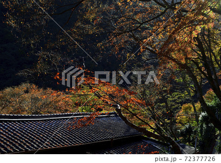 紅葉、朝日に輝くイロハモミジ＠大威徳寺、岸和田市、大阪府 72377726