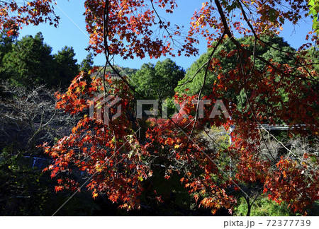 紅葉、朝日に輝くイロハモミジ＠大威徳寺、岸和田市、大阪府 72377739