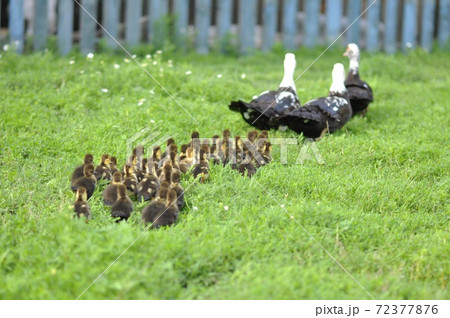 Ducks walk with ducklings on the green grass in the village in summer Ducks walk with ducklings on the green grass in the village in summer 72377876