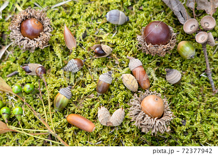 どんぐり大集合 72377942