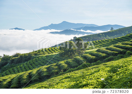 The morning at Cau Dat tea farm at Lam Dong province. This is one of the famous tourist attraction at Da Lat, Viet Nam. The morning at Cau Dat tea farm at Lam Dong province. This is one of the famous tourist attraction at Da Lat, Viet Nam. 72378020