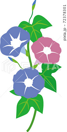 朝顔 朝顔 72378301