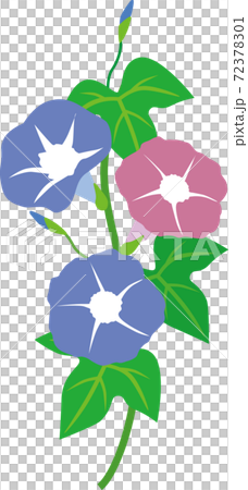 朝顔 朝顔 72378301