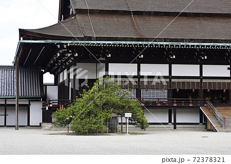 京都御所　紫宸殿　右近の橘 72378321