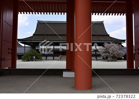 京都御所　承明門の春 72378322