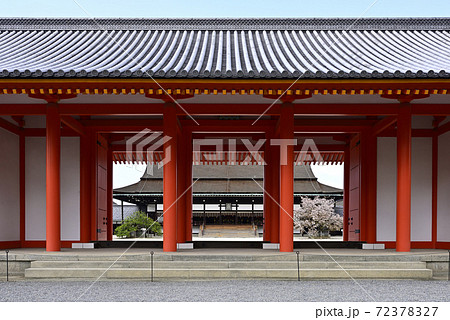京都御所　承明門の春 72378327