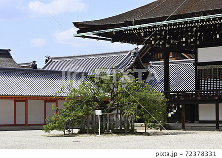 京都御所 紫宸殿 右近の橘 京都御所 紫宸殿 右近の橘 72378331