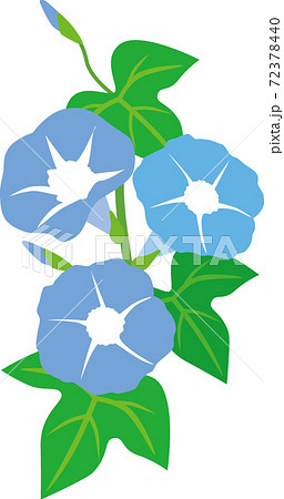 朝顔 朝顔 72378440