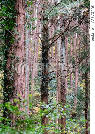 trees in the forest near the Ranzan valley, Japan 72378450