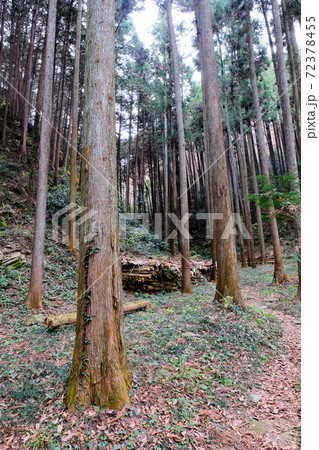 sengenyama forest near the Ranzan valley, Japan 72378455