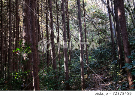 sengenyama forest near the Ranzan valley, Japan 72378459