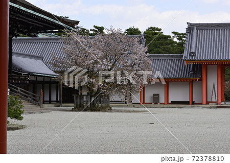 京都御所 紫宸殿 左近の桜 京都御所 紫宸殿 左近の桜 72378810
