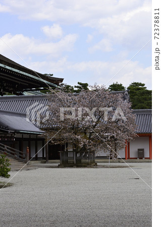 京都御所 紫宸殿 左近の桜 京都御所 紫宸殿 左近の桜 72378811