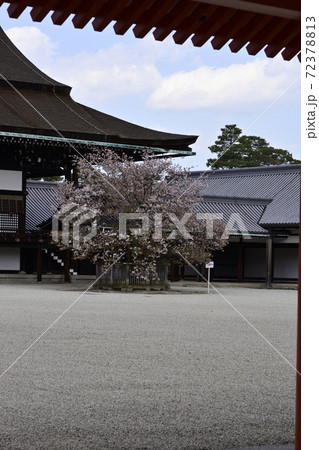 京都御所　紫宸殿　左近の桜 72378813