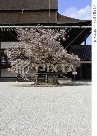 京都御所 紫宸殿 左近の桜 京都御所 紫宸殿 左近の桜 72378817