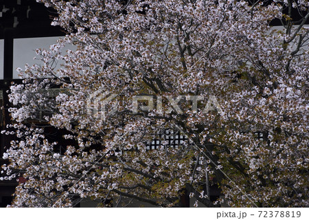 京都御所 紫宸殿 左近の桜 京都御所 紫宸殿 左近の桜 72378819