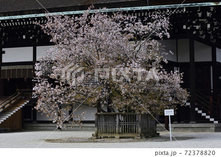 京都御所 紫宸殿 左近の桜 京都御所 紫宸殿 左近の桜 72378820