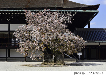 京都御所 紫宸殿 左近の桜 京都御所 紫宸殿 左近の桜 72378824