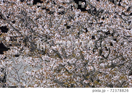 京都御所 紫宸殿 左近の桜 京都御所 紫宸殿 左近の桜 72378826