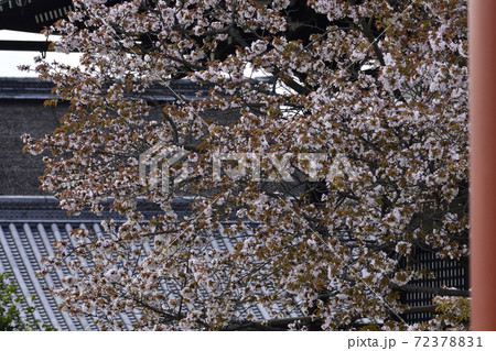 京都御所 紫宸殿 左近の桜 京都御所 紫宸殿 左近の桜 72378831