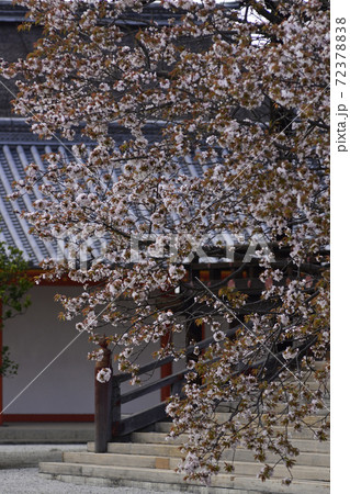 京都御所 紫宸殿 左近の桜 京都御所 紫宸殿 左近の桜 72378838