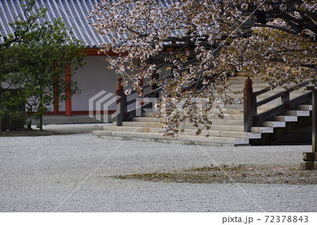 京都御所 紫宸殿 左近の桜 京都御所 紫宸殿 左近の桜 72378843