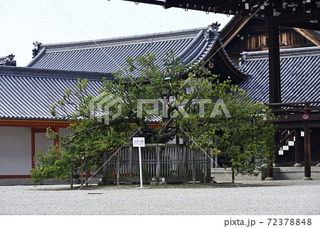 京都御所 紫宸殿 右近の橘 京都御所 紫宸殿 右近の橘 72378848
