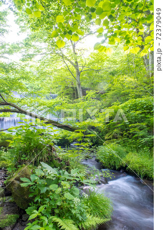 大山木谷沢渓流 清流・エコイメージ 大山木谷沢渓流 清流・エコイメージ 72379049