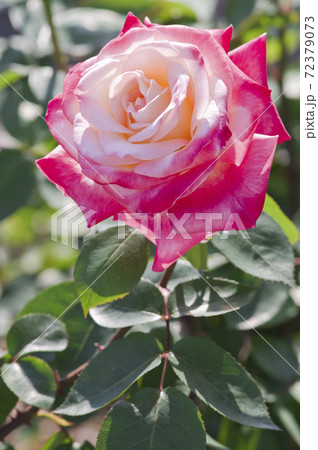 薔薇園のピンクと白色のバラの花が満開です このバラの名前はダイアナ プリンスオブウェールズです の写真素材