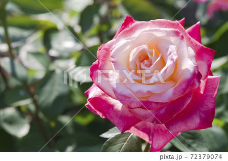 薔薇園のピンクと白色のバラの花が満開です このバラの名前はダイアナ プリンスオブウェールズです の写真素材