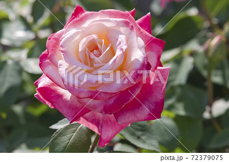 薔薇園のピンクと白色のバラの花が満開です このバラの名前はダイアナ プリンスオブウェールズです の写真素材