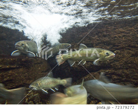イワナ 72379272