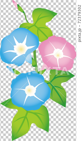 Morning glory pale system 72379302
