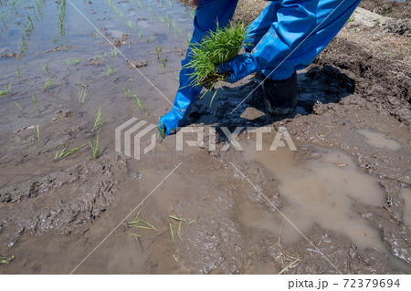 田植え 田植え 72379694