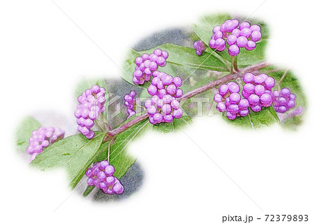 朝日を浴びて生き生きと成長している「ムラサキシキブの実」色鉛筆画風 絵手紙 朝日を浴びて生き生きと成長している「ムラサキシキブの実」色鉛筆画風 絵手紙 72379893