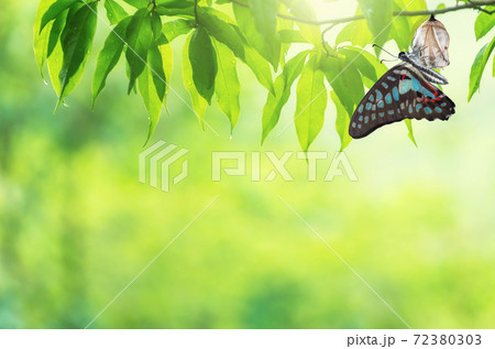 Butterfly change Chrysalis 72380303